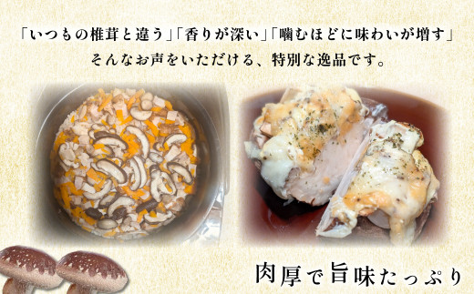 【先行予約 11月初旬から順次発送】千葉県大網白里市産「雷神しいたけ」1kg BC001