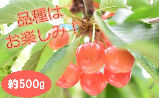 M-AD42.【6月頃～発送予定】 さくらんぼ （品種は農園おまかせ500g×1）