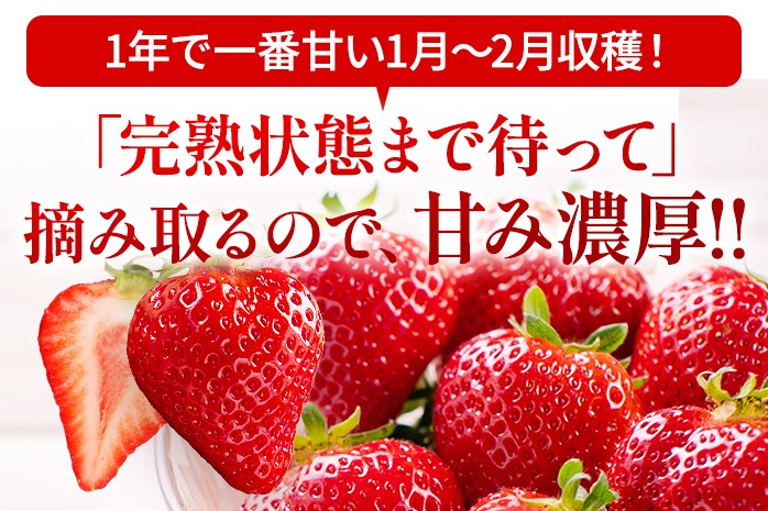 アフター保証 あまおう 約550g（約275g×2パック）【先行受付／2026年2月以降順次発送予定】いちご 大粒 不揃い 苺 イチゴ 福岡高級 フルーツ 土産 福岡県