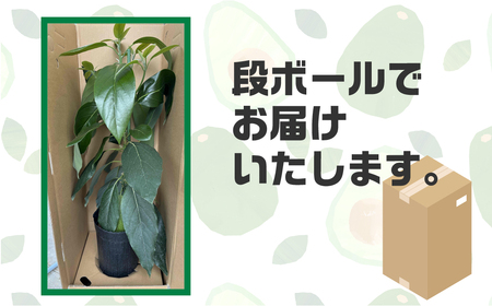 富永さんのアボカド苗 アボカド 苗 観葉植物 栽培 家庭栽培 サラダ 植物 グリーン 苗 ベーコン または メキシコ―ラ おまかせ 楽しみ 愛知県 豊橋市