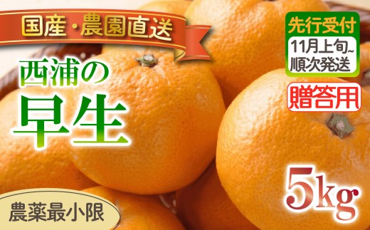 早生 みかん 5kg 【贈答用】 木負観光みかん園 ミカン オレンジ 蜜柑 柑橘 フルーツ 旬 果物 国産 産地直送 季節限定 西浦 沼津市 静岡県 贈答 ギフト プレゼント 贈り物
