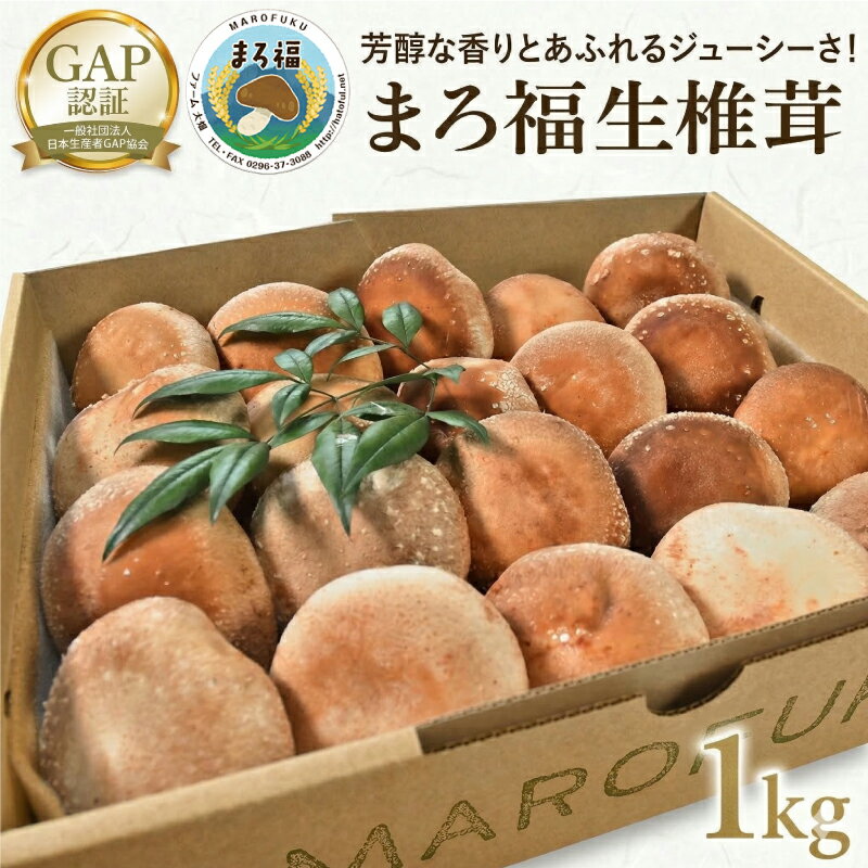 【ふるさと納税】【 ファーム大畑 】 まろ福生椎茸 1kg 椎茸 しいたけ GAP規範 ジューシー ビタミンD 葉酸 グアニル酸 遊離グルタミン酸 和風パスタ 味噌汁 炒め物 佃煮 和洋中
