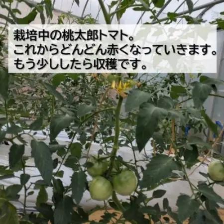桃太郎トマト 約1kg(5～6玉) 大阪府　和泉市　道の駅いずみ山愛の里【配送不可地域：離島】【1525132】