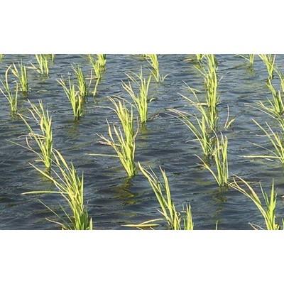 ふるさと納税 紫波町 【令和7年産】岩手県産　銀河のしずく 精米 5kg |  | 02