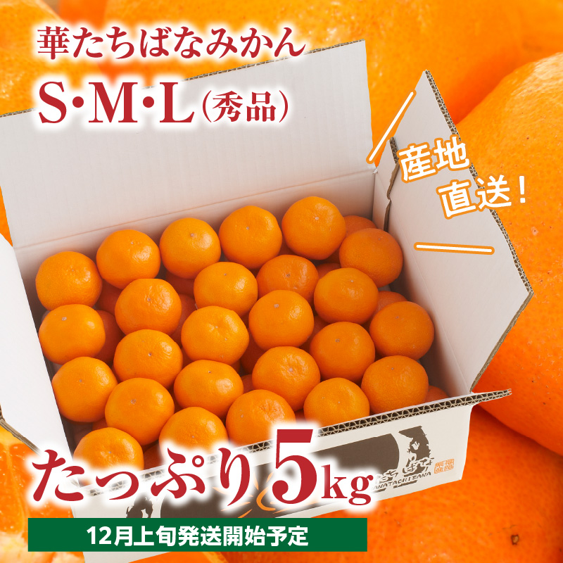 【先行予約】【2025年12月発送開始】華たちばなみかん 約5kg｜ＪＡふくおか八女 蜜柑 ミカン 秀品 福岡 果物 フルーツ 先行予約 家庭用 自宅用 期間限定 数量限定