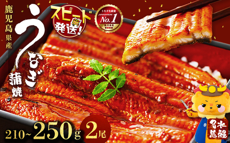 【ふるなびWEEK対象】【10営業日以内に発送】鹿児島県産うなぎ蒲焼 名水慈鰻 2尾＜計210～250g＞ うなぎ 鰻 ウナギ 2尾 国産 蒲焼 かばやき 冷凍 真空 真空パック 無頭 うな重 ひつまぶし タレ 山椒 FN-Limited-PR p98-001