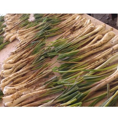 ふるさと納税 糸満市 【産地直送】 南国フーズ 土付き 島らっきょう 約2kg