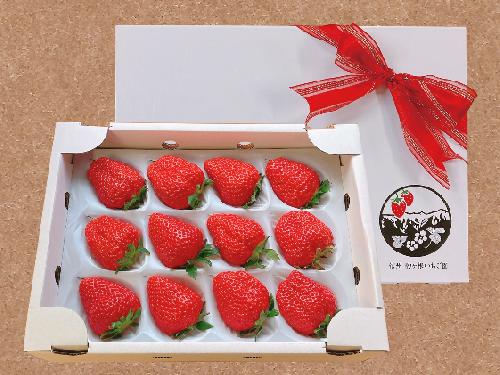 【特選贈答用】南信州産「特大粒いちご」（12粒入り）【信州駒ヶ根いちご園】 果物類 苺 イチゴ
