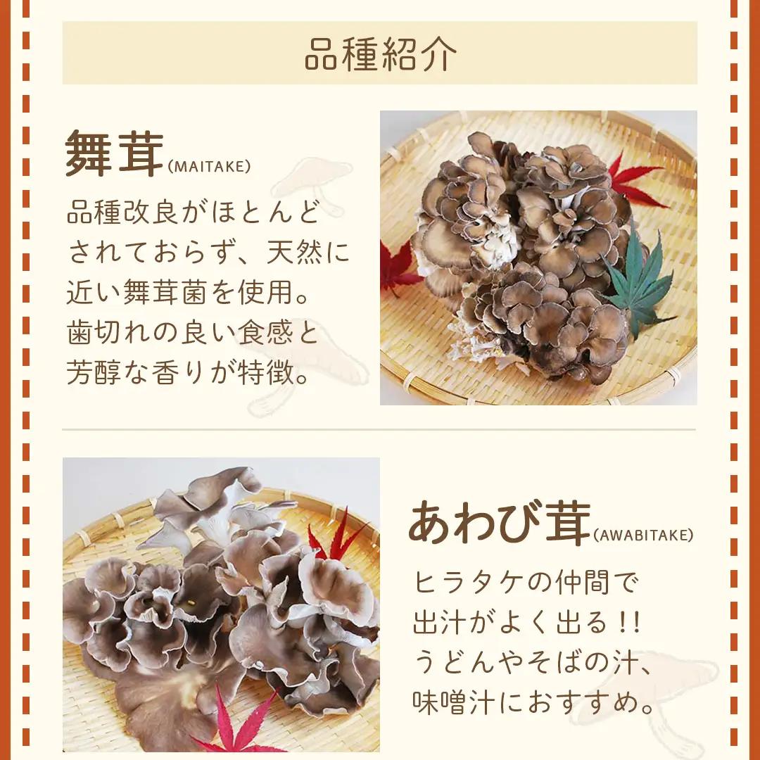 《 ３ヶ月 連続定期便 》 きのこ の 詰め合わせ Mサイズ 約1.5kg （茨城県共通返礼品 城里町） 定期便 キノコ 舞茸 あわび茸 たもぎ茸 しいたけ 花びら茸 セット 鍋 炒め物 [CX006