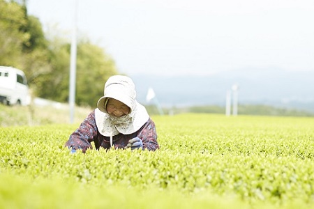 012-04 茶葉の栄養まるごと!知覧粉末緑茶