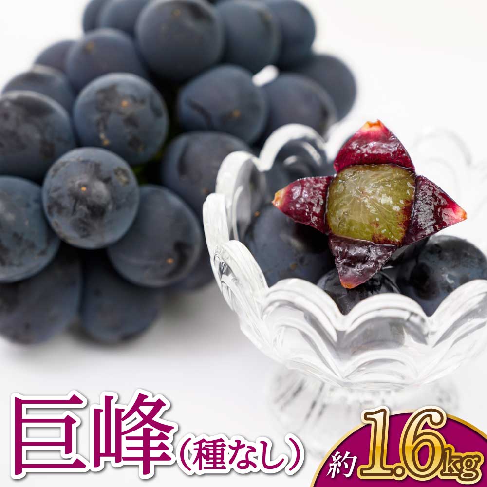 【ふるさと納税】【先行予約】巨峰 種なし 約1.6kg (約400g×4房) サンサンうきっ子宇城彩館 きょほう ぶどう ブドウ 葡萄 果物 フルーツ 宇城市産 熊本県産 国産 送料無料【2026年7月上旬〜8月上旬頃順次発送予定】