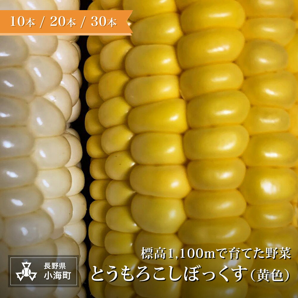 【ふるさと納税】あとくら農園 トウモロコシぼっくす（黄色）| 野菜 新鮮 旬 トウモロコシ 10本 20本 30本【 2026年発送 先行予約 】