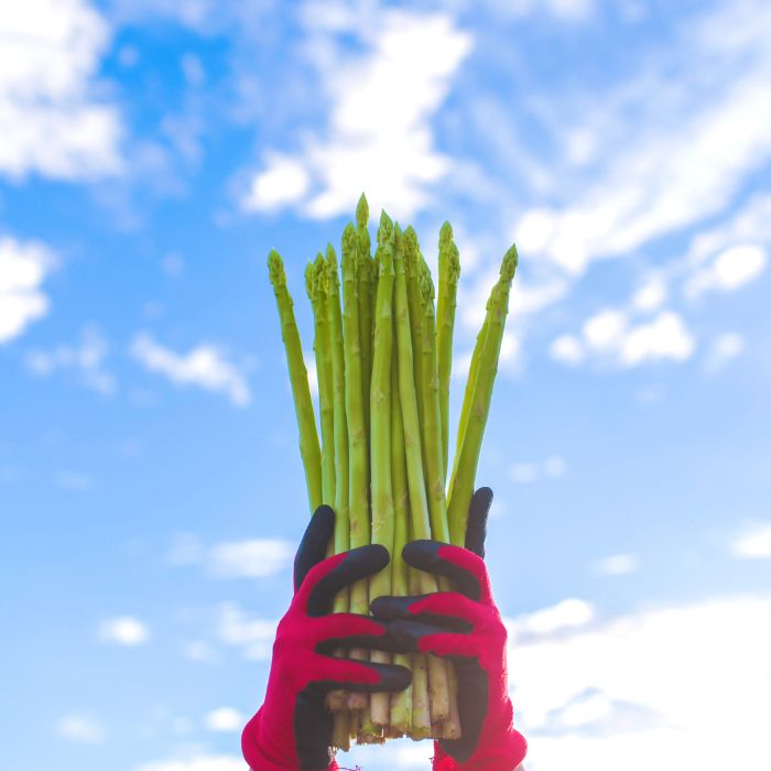 アスパラ王子が育てた自慢のアスパラ「Lサイズ」1kg（さぬきのめざめ　おおもりや）【予約受付：令和8年4月頃より頃より御用意出来次第発送】【H-54】