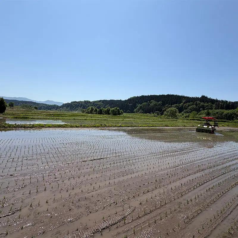＜先行予約＞令和8年産【精米】雪若丸5kg（マイスター監修） 米 お米 白米 ご飯 ブランド米 山形 金山町 F4B-0769