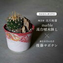 【ふるさと納税】多治見市×春日井市コラボ 【美濃焼】 陶芸家「北川和喜」 marble 高台植木鉢 L × 【日本有数のサボテンの生産地】 春日井市の名店 後藤サボテン 【井澤コーポレーション】[TBP172]