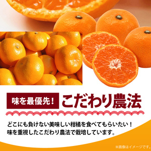 【2026年先行予約】プレミアムブランド 田村みかん Lサイズ 秀品  約5kg 和歌山県産 蜜柑 ミカン フルーツ 果物 ギフト お歳暮 完熟_AB7305