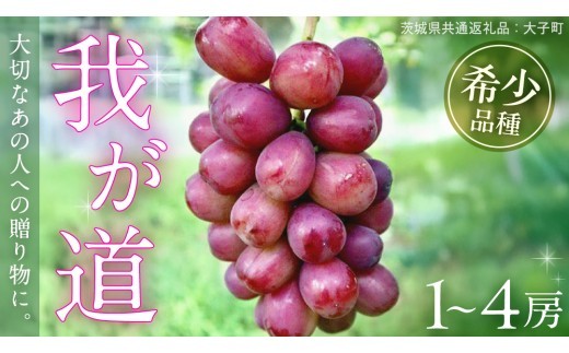 
                  【 選べる 房数 】 我が道 １房 ２房 ４房【2026年9月上旬発送開始】(茨城県共通返礼品：大子町) シャインマスカット ウインク 葡萄 ブドウ ぶどう 果物 フルーツ 希少 新品種 贈答用 贈り物 ギフト プレゼント
                