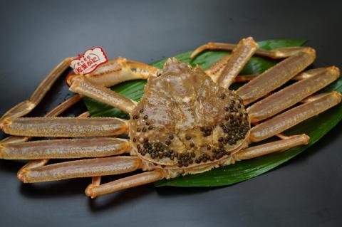 【’26先行予約】鳥取県産　タグ付き活松葉がに　1.2ｋｇ以上×1枚 [94]
