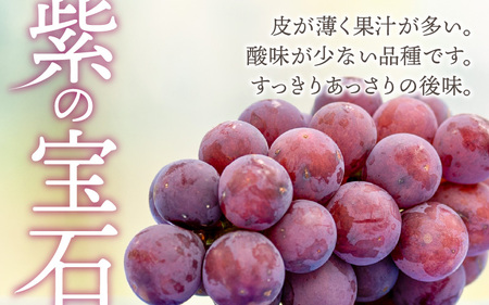 【2026年先行予約】ぶどう 種なし 巨峰 若狭ふじ 8カップ（約640g）