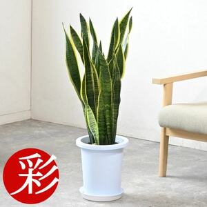 観葉植物 サンスベリア・ローレンティー 8号鉢(鉢カバーなし)【配送不可地域：離島・沖縄県】【1707582】