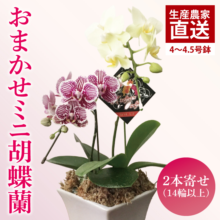 おまかせミニ胡蝶蘭（2本寄せ14輪以上）【陶器鉢】【お花 花 コチョウラン 胡蝶蘭 蘭 贈り物 プレゼント 誕生日 お祝い 誕生日 母の日 父の日 敬老の日 鹿嶋市 茨城県】（KAR-4）