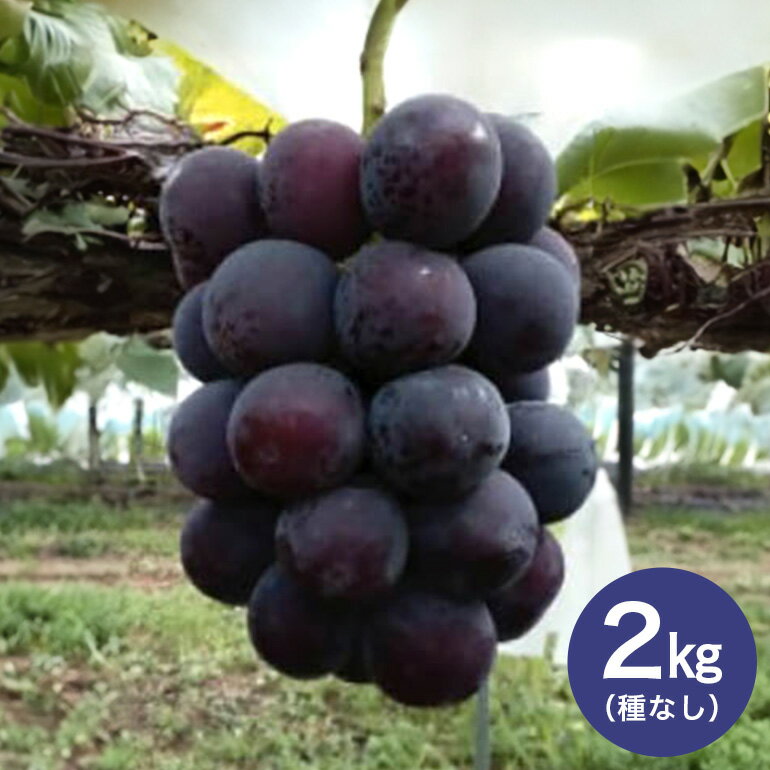 【ふるさと納税】【 2025年 先行予約 】 ピオーネ 2kg ( 種なし ) 石田ぶどう園 3房 〜 5房 ぶどう ブドウ 国産 果物 くだもの 大粒 葡萄 種無し フルーツ 2キロ 9月 10月 発送 秋 旬 品種 茨城県産 産地直送 産直 農家直送 冷蔵 茨城県 石岡市 送料無料 (G106)