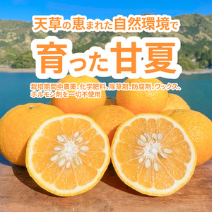 S162-001_冷凍甘夏みかんジュース（果汁１００％）
