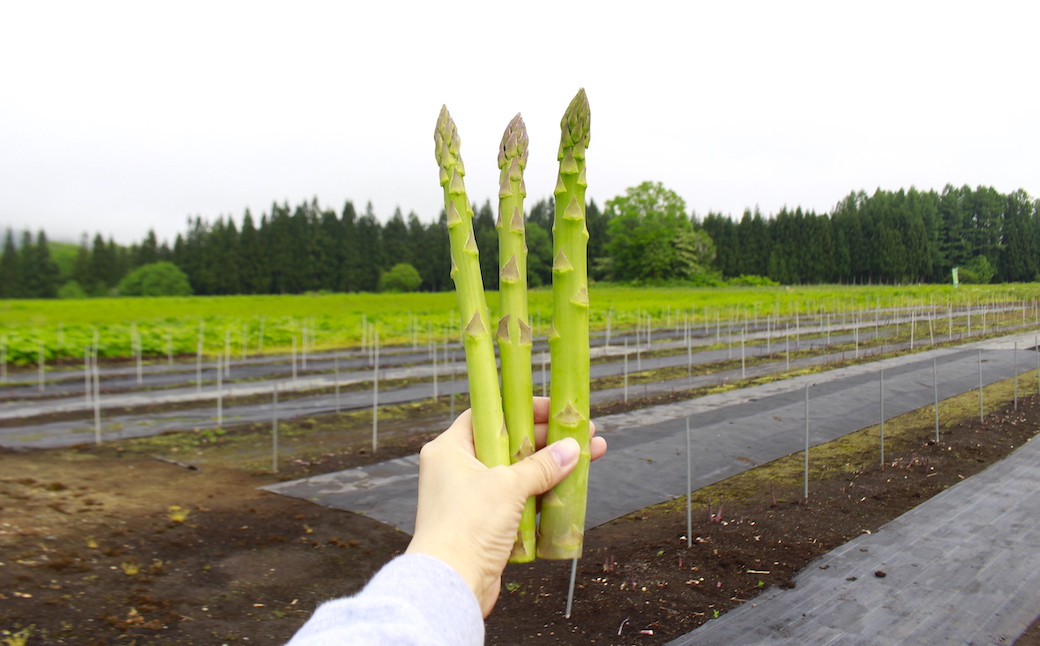 ＜極太＞ 2L以上のアスパラです。