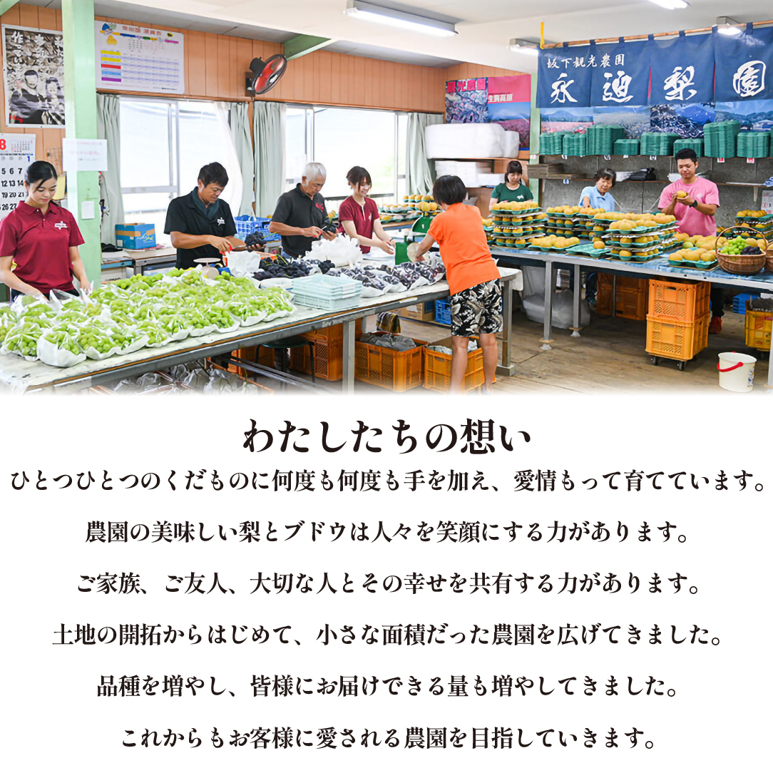 【観光農園直送！】シャインマスカット 2kg程度（3～4房 ぶどう ブドウ マスカット フルーツ 果物）_イメージ4