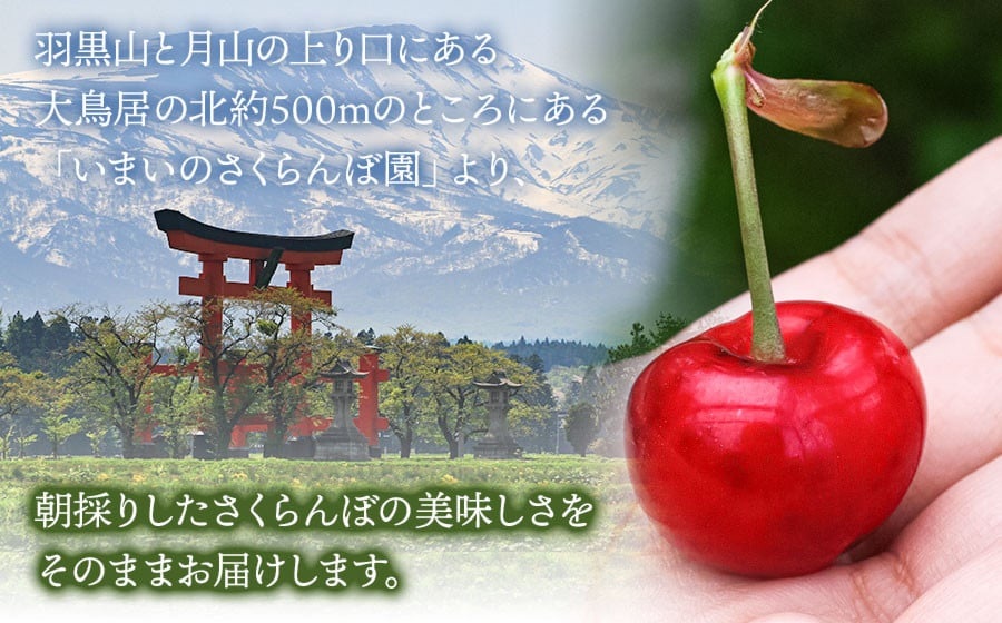 【令和8年産先行予約】こだわりのさくらんぼ「佐藤錦」（Lサイズ以上）バラ詰め 500g いまいのさくらんぼ園 K-835