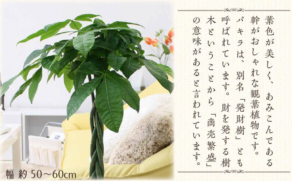 【観葉植物】パキラ 7号 ブラウンバスケット鉢カバー 高さ：約80cm～1m内外(鉢底より) ｜観葉植物 インテリア 部屋 おしゃれ 福岡県筑前町 送料無料