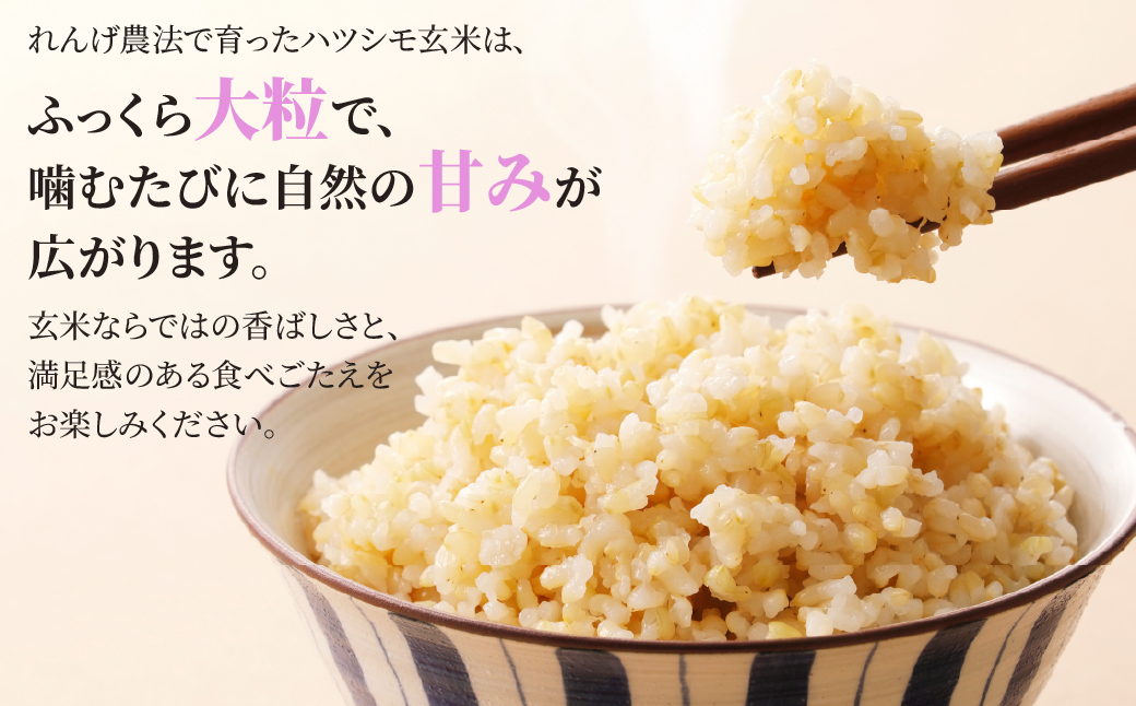 玄米＼11月より順次お届け／令和7年産 新米 10kg 玄米 単一原料米 れんげ ハツシモ 岐阜美濃の誇り れんげ育ちのハツシモ 米 新米 ごはん 白米 精米 お米 大黒屋 岐阜県 大垣市 10kg