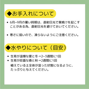 エケベリア オリジナル 交配種 おまかせ 4個 セット