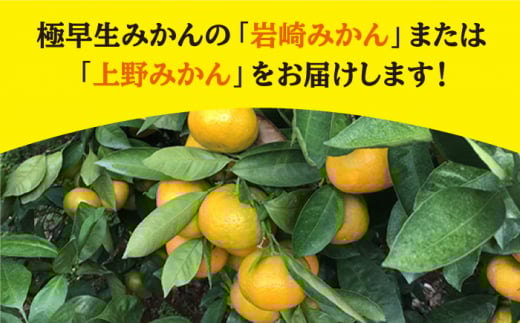 みかん 【先行予約】【酸っぱいから甘いへの変化】 極早生みかん （岩崎・上野）約5kg みかん ミカン 柑橘 西海みかん 早生みかん 贈答 ギフト みかん ＜Da・IWASAKI FARM＞ [CCZ