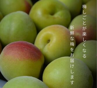 ［先行予約］樹上南高梅の青梅 約2kg 追熟用 梅ボーイズ 紀州南高梅 5月中旬～6月中旬頃に順次発送予定 A-093a