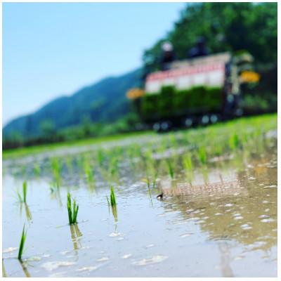 ふるさと納税 朝来市 兵庫県産 令和7年産新米　稲場農産のコシヒカリ(白米)10kg【10月発送開始】もっちり美味しいお米 |  | 02