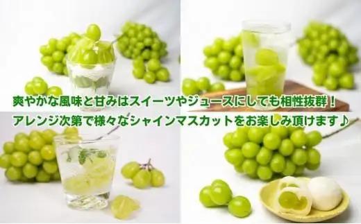 【2026年9月上旬より順次発送】シャインマスカット 訳あり 約2kg 2-6房
