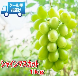 安心のクール便発送　収穫当日に産地直送　シャインマスカット　1kg（2房） ALPDB001