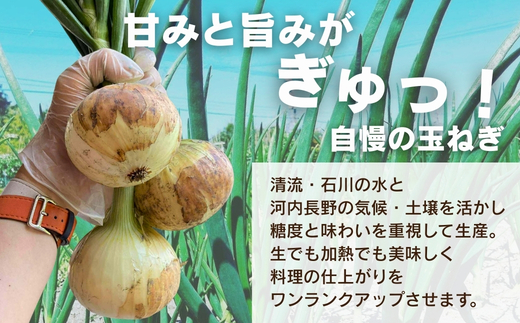 【令和8年度産新玉ねぎ先行予約】新玉ねぎ 2kg×2箱  ※4-5月発送予定 ｜ 混サイズ 玉ねぎ 新玉ねぎ たまねぎ タマネギ 玉葱 カレー シチュー 肉じゃが スープ サラダ 人気 大阪 河内長野