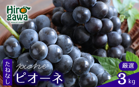 ピオーネ たねなし 3kg 厳選 / ぶどう 種無し 甘い 高級 和歌山 種無しピオーネ ※2026年8月中旬～9月中旬に順次発送 ※北海道・沖縄・離島への配送不可 【tec511-p-3B】
