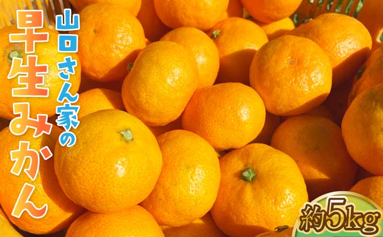 先行予約 みかん 山口さん家の早生みかん 約5kg 【2026年10月上旬～11月下旬発送予定】柑橘 果物 フルーツ