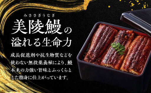 No.211 大阪府藤井寺市産　美陵鰻