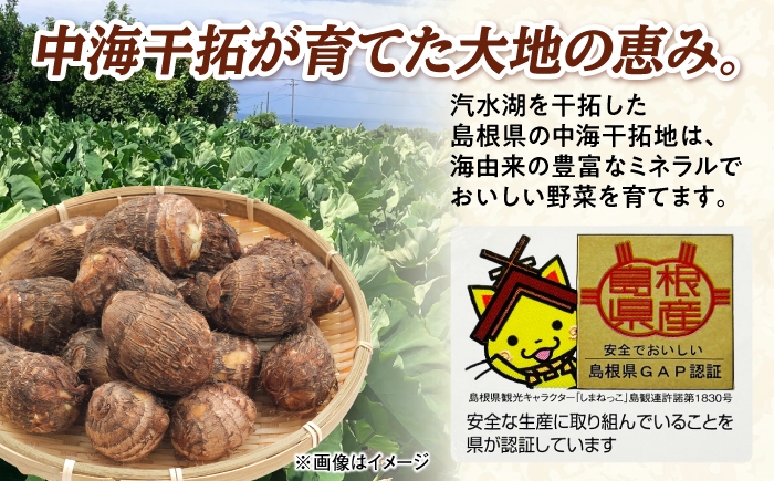 さといも 野菜 里芋 サトイモ イモ 大和 不揃い 島根 松江
