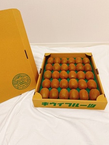 東伊豆・佐藤農園のキウイ　贈答用　約2.5kg（Mサイズ～3Lサイズ） 1333 ／ 佐藤農園 果物 フルーツ 農家直送 静岡県 東伊豆町