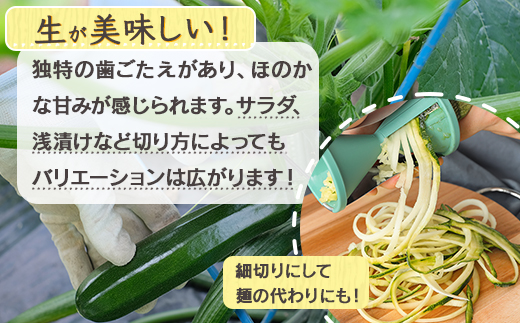 【産地直送】中神農園の ズッキーニ 約2kg (10～12本) 【期間限定：11月下旬～5月下旬発送】野菜 夏 やさい 煮る 炒める 生食 ミネラル ビタミンC ずっきーに 新鮮 甘み 酸味 用途多様