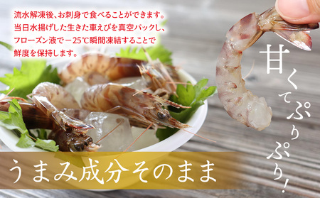 【久米島漁協】活〆冷凍車海老　生食用500g