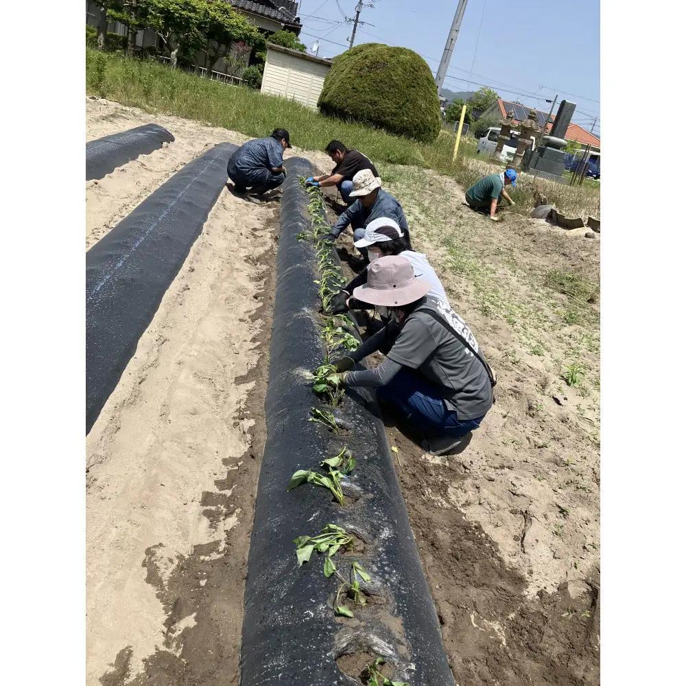 ＜数量限定＞浜の干し芋・芋けんぴセット(計5袋)