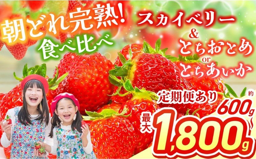 
                  【ふるさと納税】 いちご 選べる 定期便 スカイベリー＆とちあいか スカイベリー＆とちおとめ 選べる 内容量 食べ比べ 300g×2 2箱 3箱 | 果物 くだもの フルーツ 野菜 やさい ヤサイ 苺 イチゴ いちご とちあいか とちおとめ スカイベリー 食べ比べ 新鮮 甘い 数量 限定 美味しい 果物 フルーツ デザート 栃木県 那珂川町 送料無料
                