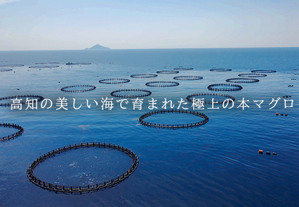 【高知県大月町産】うみのファーム お刺身用本まぐろ赤身・中トロ・大トロ  計600ｇ