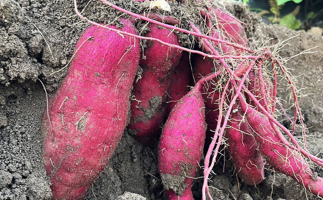 
            福岡県産熟成紅はるか 3kg さつまいも 【2025年11月上旬-2026年2月上旬迄に順次発送予定】
          